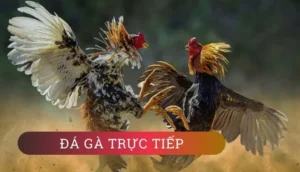 Đá Gà 79SODO: Đỉnh Cao Giải Trí Cá Cược Trực Tuyến Chuyên Nghiệp