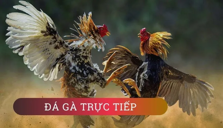 Đá Gà 79SODO: Đỉnh Cao Giải Trí Cá Cược Trực Tuyến Chuyên Nghiệp